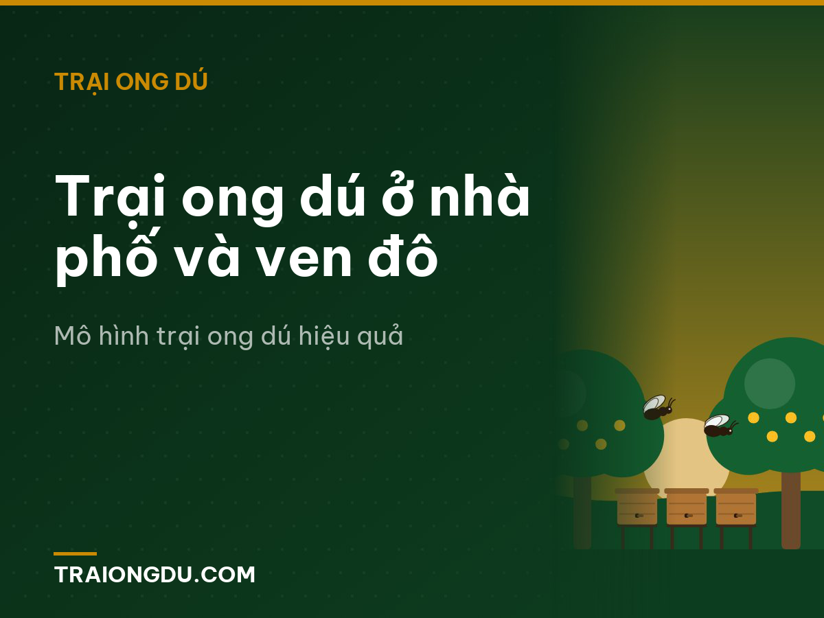 Trại ong dú ở nhà phố và ven đô